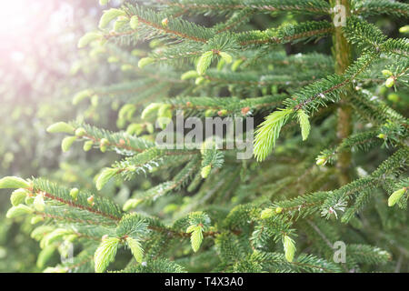 Les jeunes branches et les jeunes bourgeons de l'épinette dans le milieu naturel les aiguilles de l'épinette d'arbres et de flou. Banque D'Images