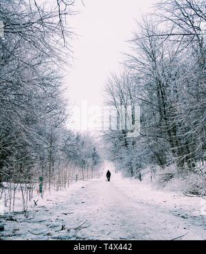 La forêt couverte de neige avec un chemin et une personne avec un chien, traitée avec VSCO preset avec c1 Banque D'Images