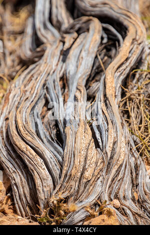 Presque mort vieille tige de l'arbre sec au ruisseau Meyers Manx Cape Range National Park Australie Banque D'Images