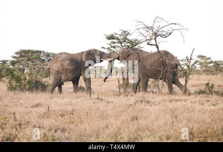 Deux jeunes hommes l'éléphant (Loxodonta africana) sparring Banque D'Images