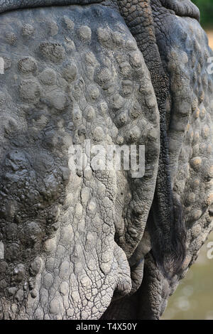 Rhinocéros indiens, rhinocéros à une corne, Panzernashorn, Indisches Nashorn, rhinocéros indien, rhinocéros unicornis, indiai orrszarvú Banque D'Images