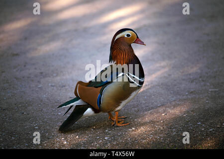 Mâle de canard mandarin (Aix galericulata) debout sur fond gris. Portrait de profil. Banque D'Images