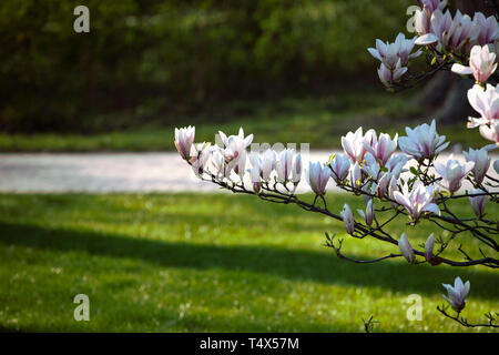 Branche de fleurs rose clair, blanc magnolia fleurs sur le fond de l'herbe verte et l'allée du parc. Fleur de printemps. Fond de fleurs. Banque D'Images