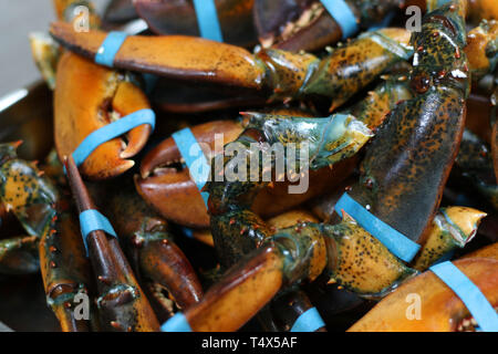 Pince de homard canadien avec bande élastique Banque D'Images