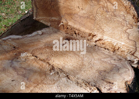 Détail de l'arbre mort abattu dans le parc Dalmuir, Clydebank, Écosse, Dalmuir Banque D'Images