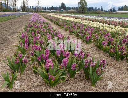 Rangées de violet, rose et blanc les jacinthes fleurissent dans une ampoule rurales présentée sur une ferme dans l'ouest du Canada. Banque D'Images