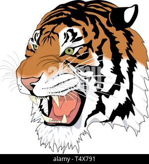 Siberian Tiger Head Vector Illustration Illustration de Vecteur