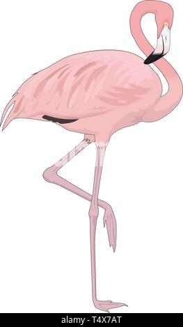 Flamant rose Vector Illustration Illustration de Vecteur