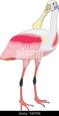 Roseate Spoonbill Vector Illustration Illustration de Vecteur