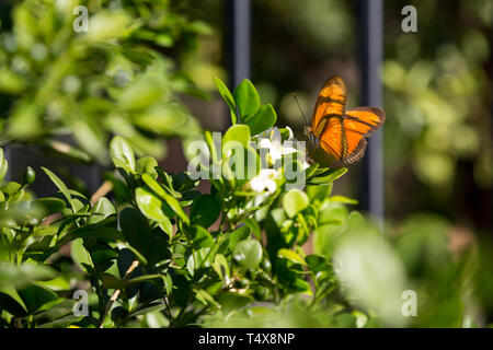 Julia papillon (Dryas iulia) nourrit le nectar d'une fleur commune de jasmin orange (Murraya paniculata), fleurissant dans le jardin, Asuncion, Paraguay Banque D'Images