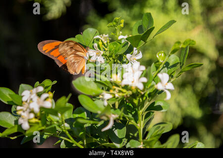 Julia papillon (Dryas iulia) nourrit le nectar d'une fleur commune de jasmin orange (Murraya paniculata), fleurissant dans le jardin, Asuncion, Paraguay Banque D'Images