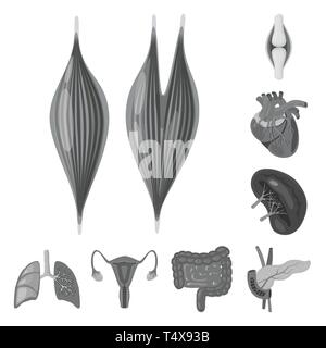 Os,musculaire,coeur,les reins, poumons, pancréas, intestin,urinaire,tendon,organes,cardiologie,trachée,system,tube,,endocrinien Appareil locomoteur,joints,schéma,aorte,body,digestive cancer des ovaires,,,cartilage strié,veine,maladie,utérine,interne,médical,des,santé,biologie,scientifique,recherche,,laboratoire anatomie,orgue,,set,icône,,illustration,collection,isolé,design,graphisme,élément signe,gris,noir,vecteurs vecteur , Illustration de Vecteur