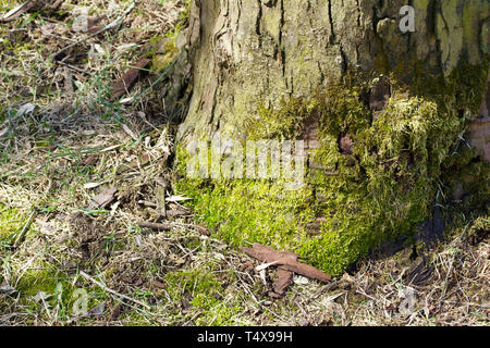 Close up of green moss croissant sur la base d'un tronc d'arbre d'olive russe Banque D'Images
