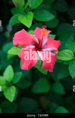 Les Bermudes, Côte Sud, Hibiscus (Hibiscus rosa-sinensis) Banque D'Images