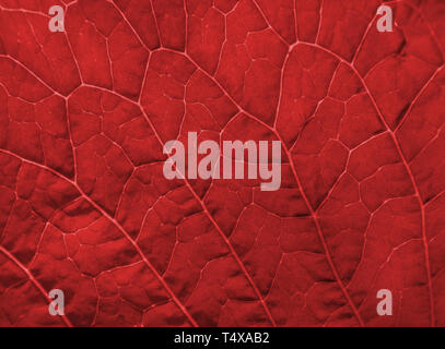 Close up of red leaf texture Banque D'Images