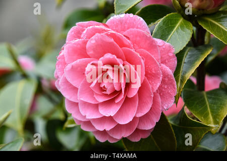 Fleur de camélia rose avec des gouttes de pluie sur les pétales, après la pluie, close-up Banque D'Images