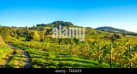 Vignoble en Allemagne Banque D'Images