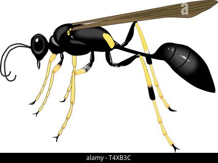 La boue noire et jaune Barbouilleur Wasp Vector Illustration Illustration de Vecteur