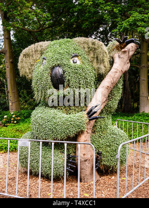 Topiary koala au Royal Botanic Garden, 74 hectares à proximité du quartier central des affaires de Sydney, Nouvelle Galles du Sud, Australie. Banque D'Images