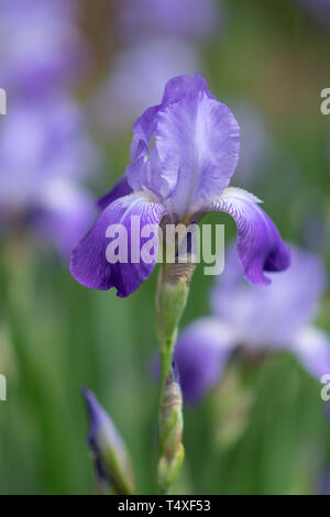 Un seul Iris pourpre au printemps Banque D'Images