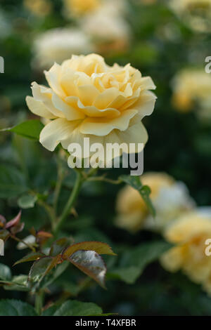 En fleurs roses pâle unique Banque D'Images