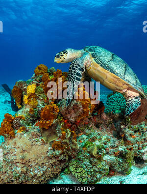 La tortue imbriquée pour profiter de la beauté des récifs coralliens de Cozumel mexique Banque D'Images