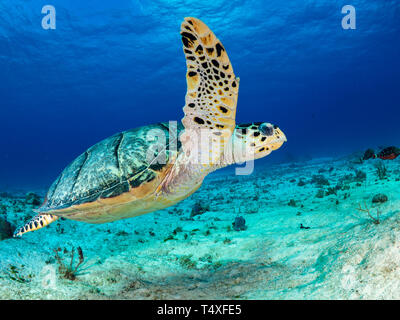 La tortue imbriquée pour profiter de la beauté des récifs coralliens de Cozumel mexique Banque D'Images