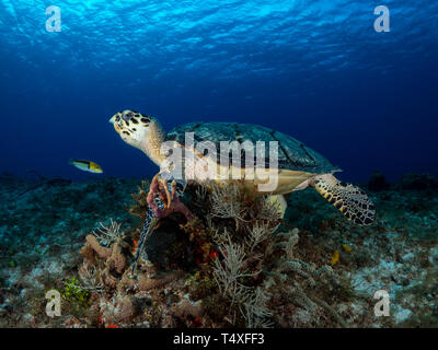 La tortue imbriquée pour profiter de la beauté des récifs coralliens de Cozumel mexique Banque D'Images