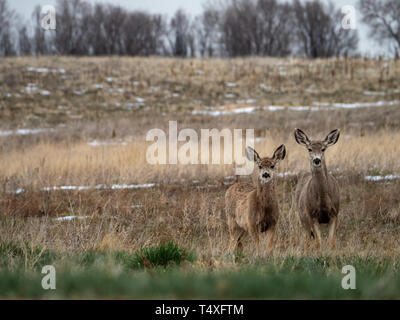 Biche Cerf mulet en herbes des prairies avec des bois en arrière-plan. Banque D'Images