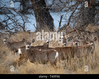 Biche Cerf mulet en herbes des prairies avec des bois en arrière-plan. Banque D'Images