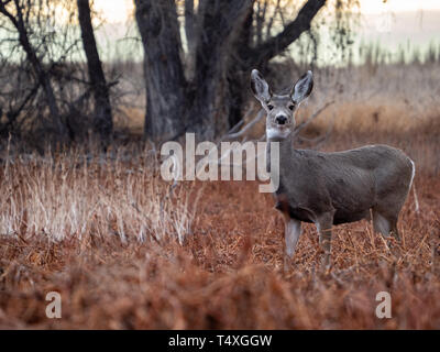 Biche Cerf mulet en herbes des prairies avec des bois en arrière-plan. Banque D'Images