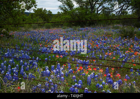 Paintbush Bluebonnets et indiens dans le Texas Hill Country, Texas Banque D'Images