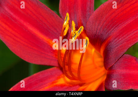 Close up d'un montrant l'hémérocalle orange sur le pollen de l'étamine conseils.(Hemerocallis) Banque D'Images