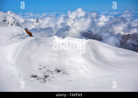 Belle vue au dessus des nuages sur les montagnes et la vallée. Très belle vue sur le parc national de foggy Ala-Archa au Kirghizistan. Banque D'Images