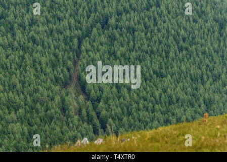 Vue panoramique du haut de la montagne à la route de terre à travers une dense forêt de conifères Banque D'Images