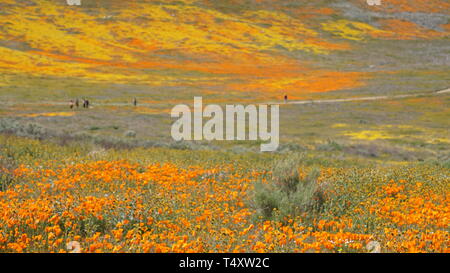 Coquelicots Orange. Eschschozia californica. Champs jaunes d'or. Lasthenia californica. Super Bloom, Antelope Valley Poppy Reserve, Californie, États-Unis. Banque D'Images