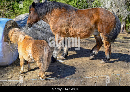 Grand et petit cheval manger ensemble dans l'harmonie Banque D'Images