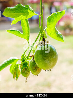 Passion fruit vert de fruits Banque D'Images