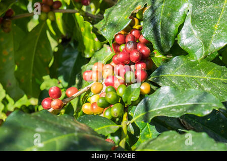 Les grains de café arabica venu sur un arbre dans le nord de la Thaïlande en Asie Banque D'Images