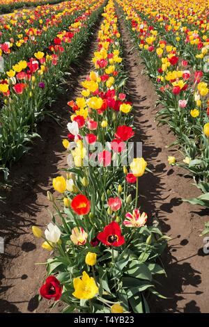 Rangées de tulipes colorées au Festival des tulipes de sabots de bois dans la région de Woodburn, Oregon, USA. Banque D'Images