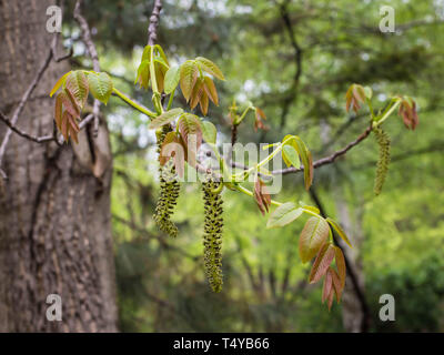 Inflorescence de l'anglais - NOYER Juglans regia (fleurs mâles) Banque D'Images