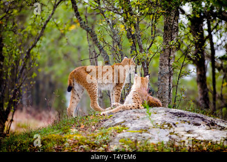 Lynx d'alerte reposant sur Rock Formation in forest Banque D'Images