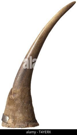 Une corne de rhinocéros, le sud-est de l'Afrique, en date du 1905. Corne d'un rhinocéros blanc (Cerathoterium simum) avec surface naturelle en grande partie (rugueuse et légèrement fendue à la base), le bord inférieur avec des traces de trous de fixation, sur le côté inférieur des traces de dommages causés par les insectes. L'avant avec plaque en laiton, gravée à lire 'Plaines Athi 1905'. Le long de la courbe extérieure longueur 53 cm, poids 1474 g. Les documents de la CITES disponible. historique, historique, de la chasse, chasse, chasse, ustensile, pièce de l'équipement, les ustensiles, les trophées, objet, objets, alambics, clipping, coupures, Additional-Rights Clearance-Info, coupe--Not-Available Banque D'Images