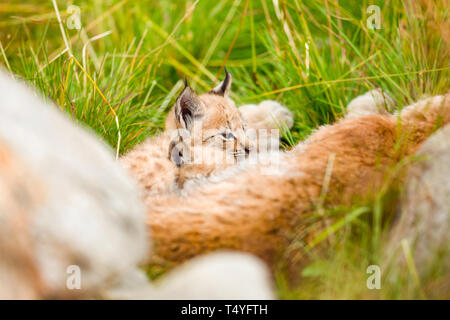 Mère Lynx le repos d'oursons mignon sur l'Herbe à Forest Banque D'Images