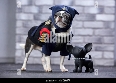 Funny chihuahua dans un costume de ninja, studio shot Banque D'Images