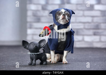 Funny chihuahua dans un costume de ninja, studio shot Banque D'Images