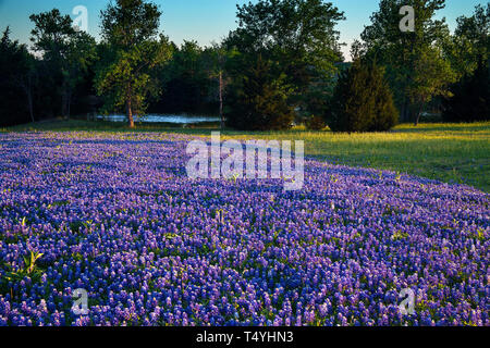 Texas Bluebonnets dans un champ de Mach, Ennis Texas Banque D'Images