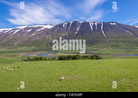 Moutons sur un graazing Vikurskard grande terre près de col de montagne dans le nord de l'Islande Banque D'Images