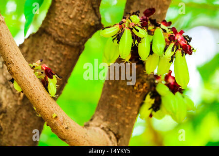 Bilimbi est un fruit de l'arbre de roulement, c'est un parent carambole Banque D'Images