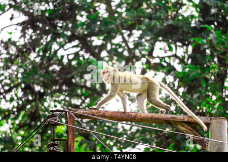 Jungle singes sont escalade les poteaux électriques à chercher des fruits et de la dentelle ne tombe au sol Banque D'Images